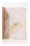 Eco Print Defrer
